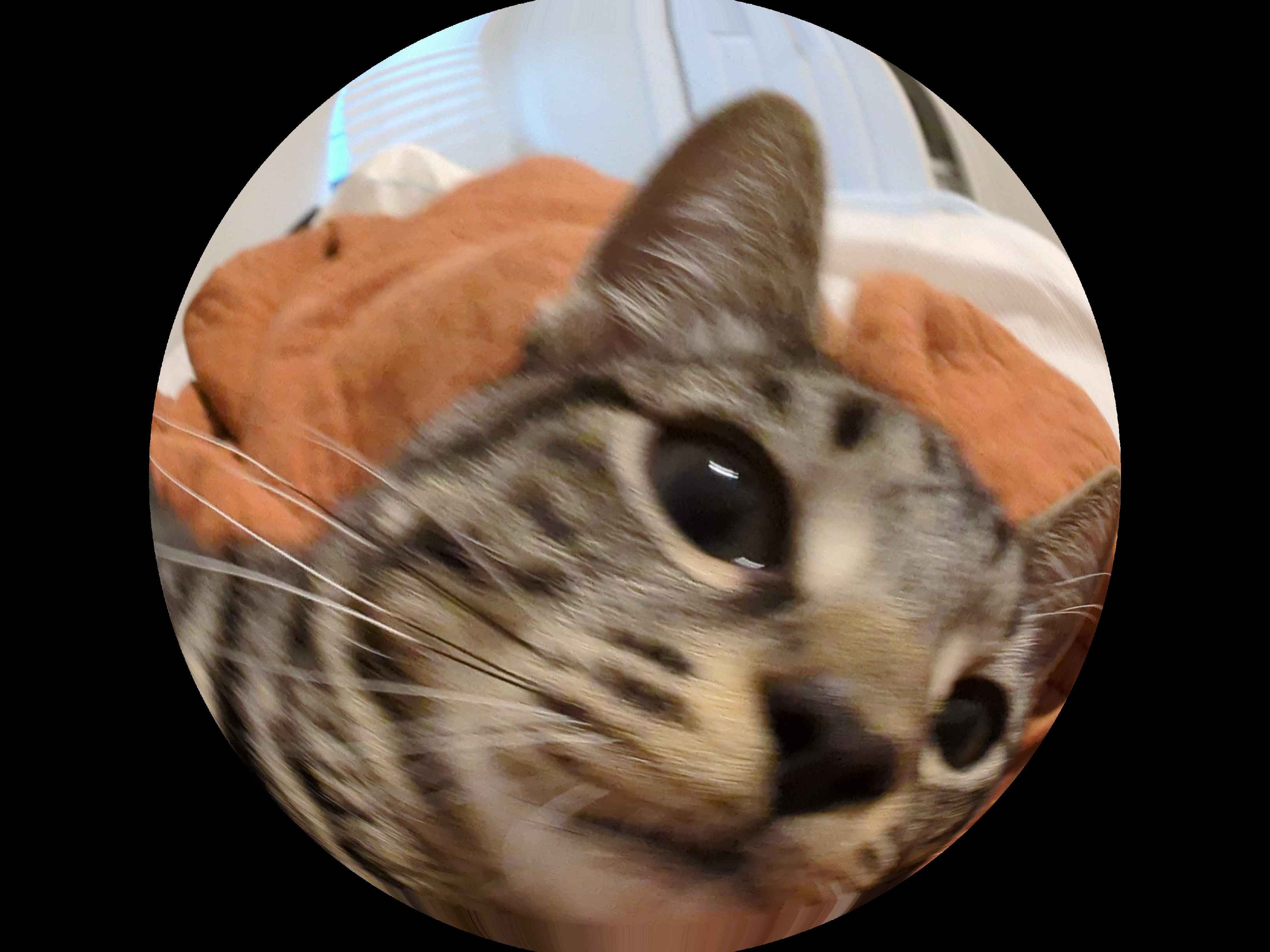 Random GIF